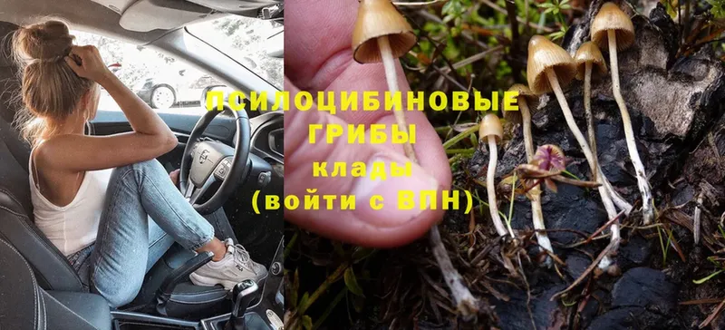 Псилоцибиновые грибы Psilocybe  kraken вход  Трубчевск 